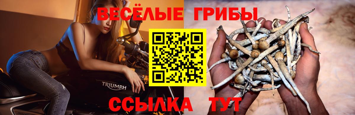 Галлюциногенные грибы GOLDEN TEACHER  Вход с VPN  купить   Балтийск 
